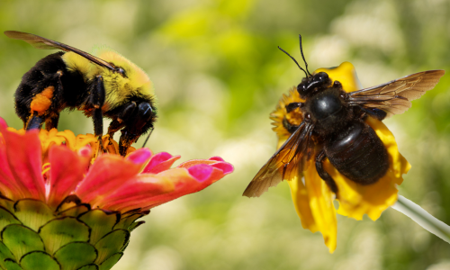 Carpenterbees-vs-bumblebees