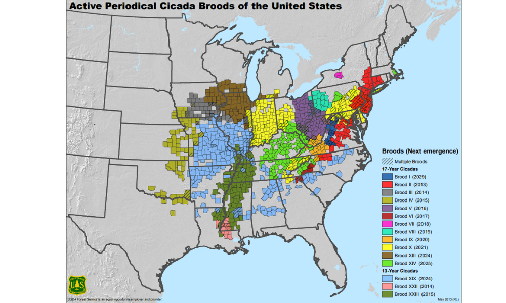 Cicada-broods-of-the-United-States