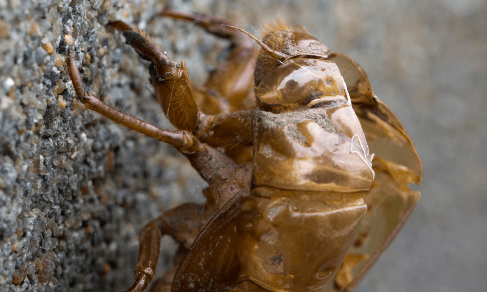 Cicada-shell