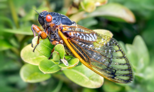 Cicada, insects that make noise at night.