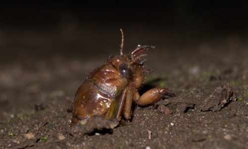 Cicadas-enriching-soil