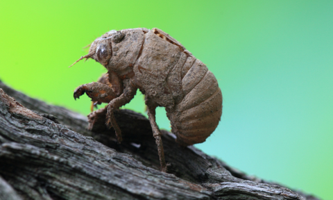 Cicadas-larvae
