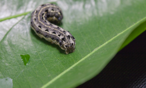 Cutworms-photos