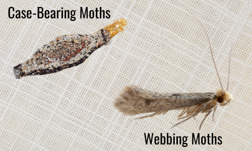 Different-kinds-of-moth