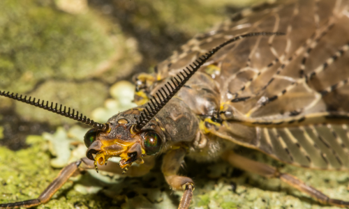 Do-dobsonflies-bite