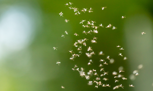 Dust-mite-killer-spray