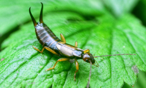 Earwig-vs-silverfish