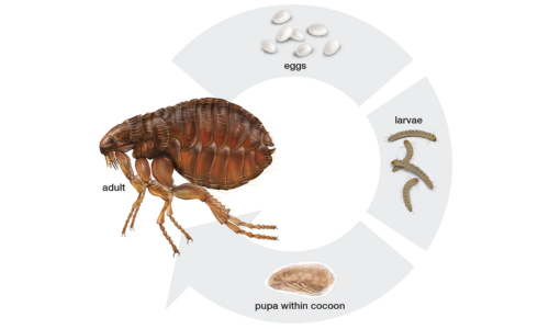 Fleas-life-cycle