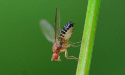 Fruit fly on plant