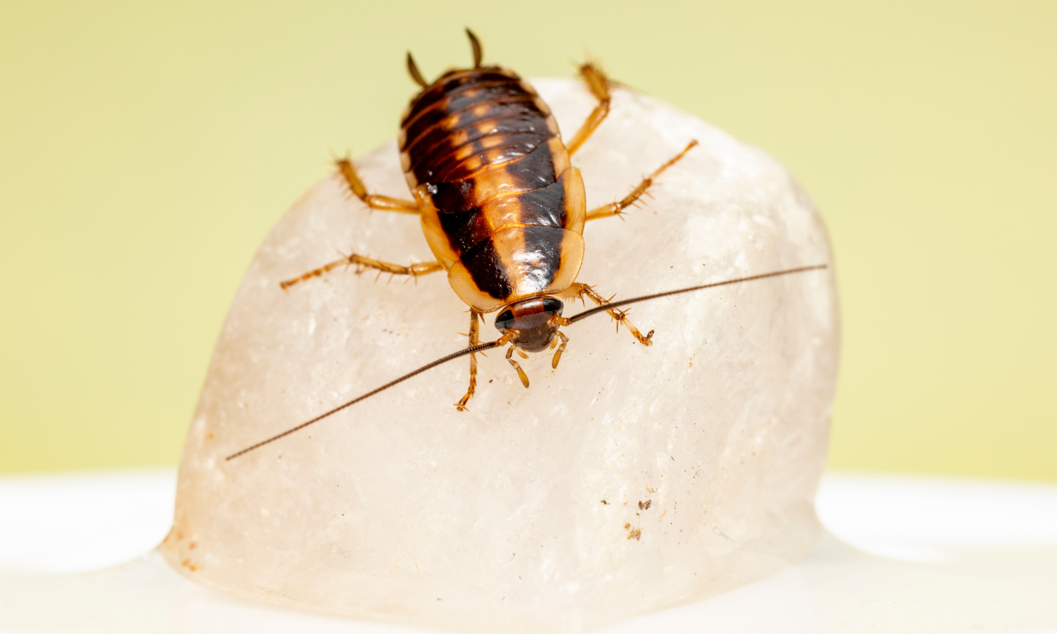 German-cockroach