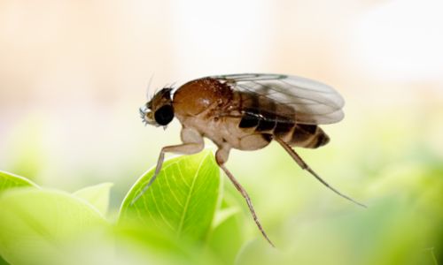 Pictures-of-fruit-flies