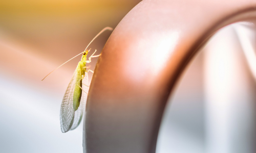 Green-lacewings-in-house