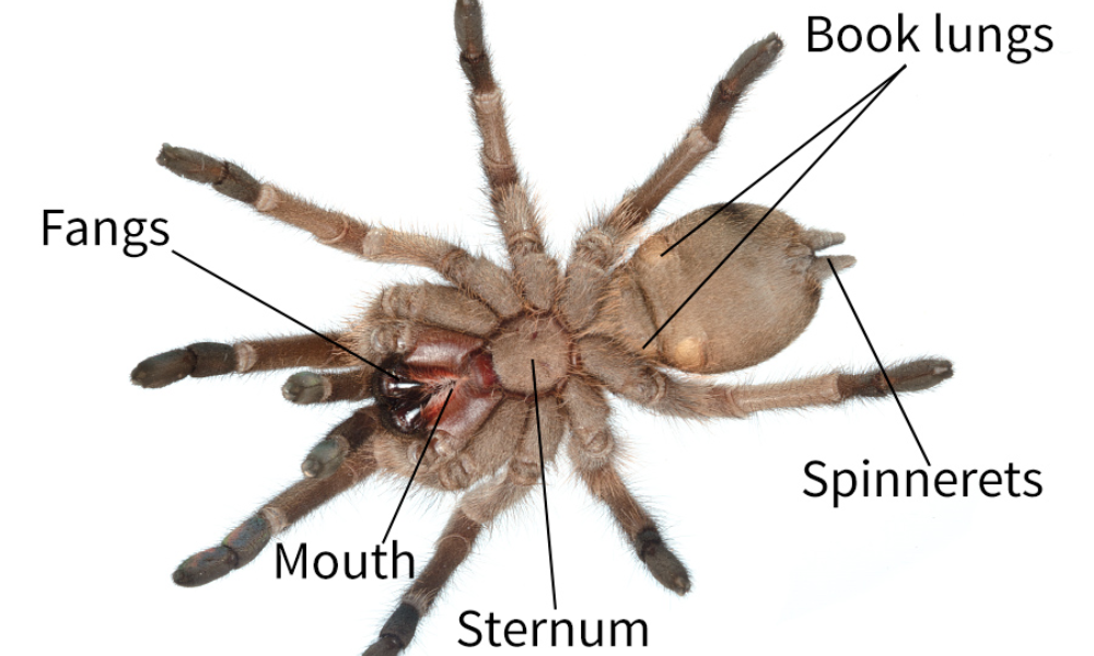 Grey-house-spider