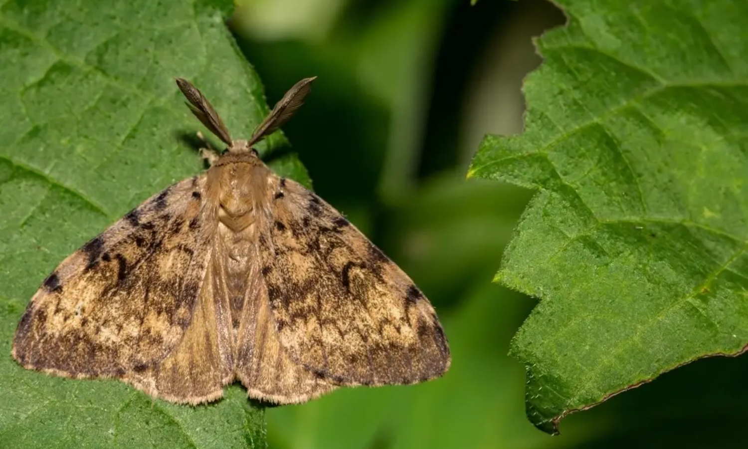 Gypsy-moth-caterpillar-images