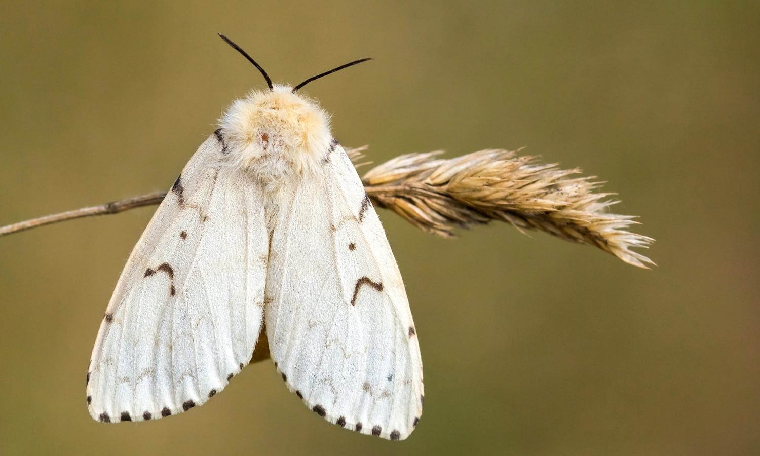 Gypsy-moth-images