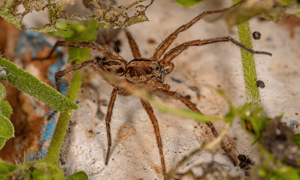 Hairy-spider