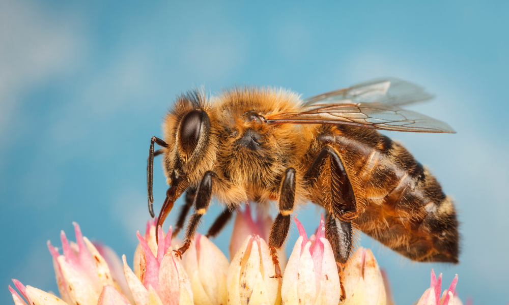 Honey-bee-vs-yellow-jacket