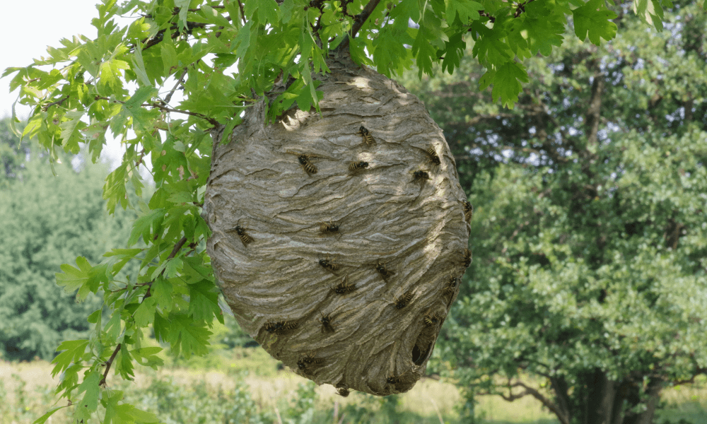 How-long-do-wasps-live