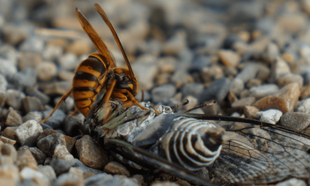 How-to-get-rid-of-cicada-killers