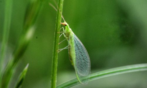 lacewing-on-stem-of-plant