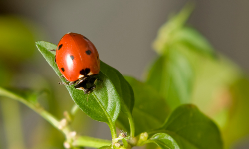 lady-bugs-as-natural-pesticide