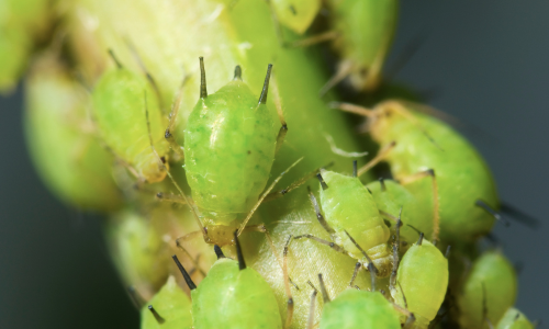 Lion-aphid