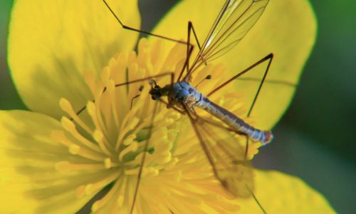 Male mosquito feeding on flower