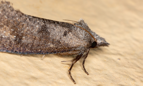 Pantry-Moth-photo