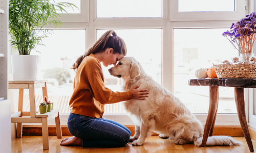 Pet-safe-ant-spray