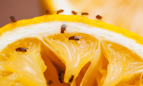 Photos-of-fruit-flies