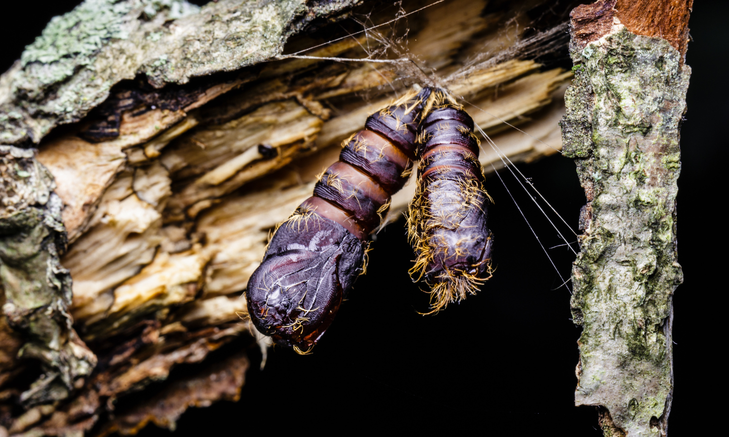 Picture-gypsy-moth