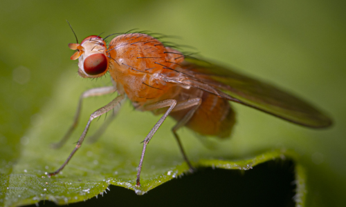 Picture-of-a-fruit-fly