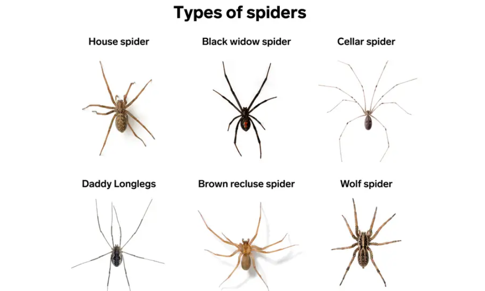Spider-athropology