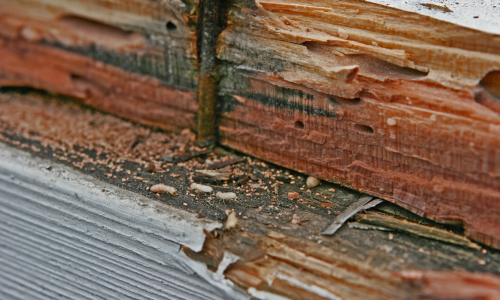 Termite-droppings-vs-ant-droppings
