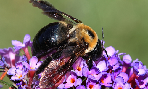 What-Are-Carpenter-Bees