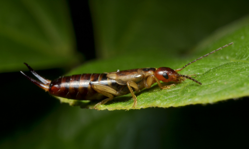 What-are-earwig