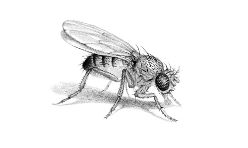 photo-of-a-fruit-fly