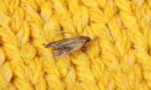 Where do clothing moths come from?