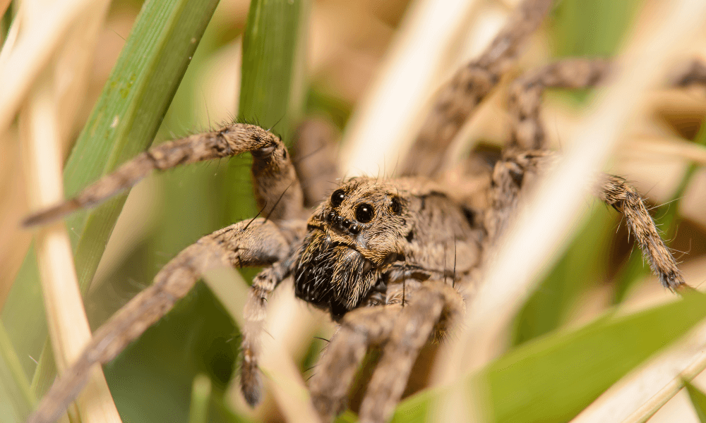 What-do-jumping-spiders-eat