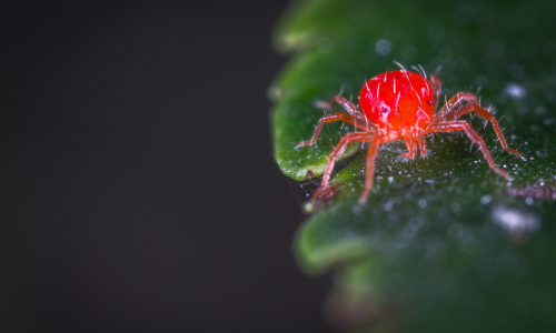 What is a mite?