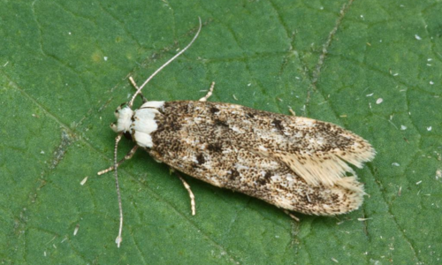 White-Shouldered-House-Moth