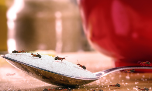 ant-species-in-your-pantry