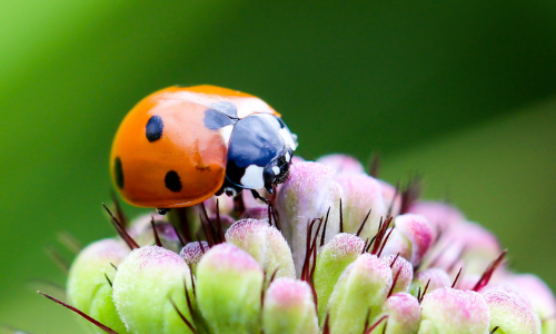 asian-lady-beetle-photos