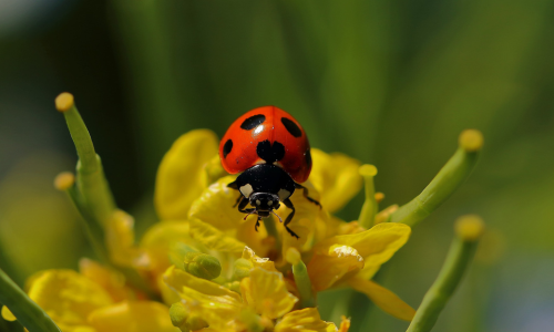 asian-red-beetle