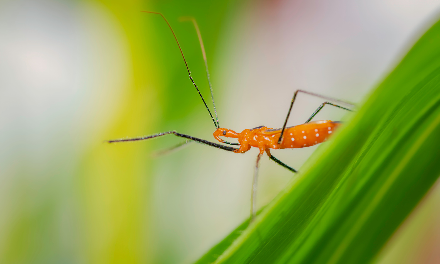 Assassin bug in garden