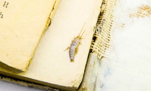 Baby silverfish bug guide: Understanding tiny household pests