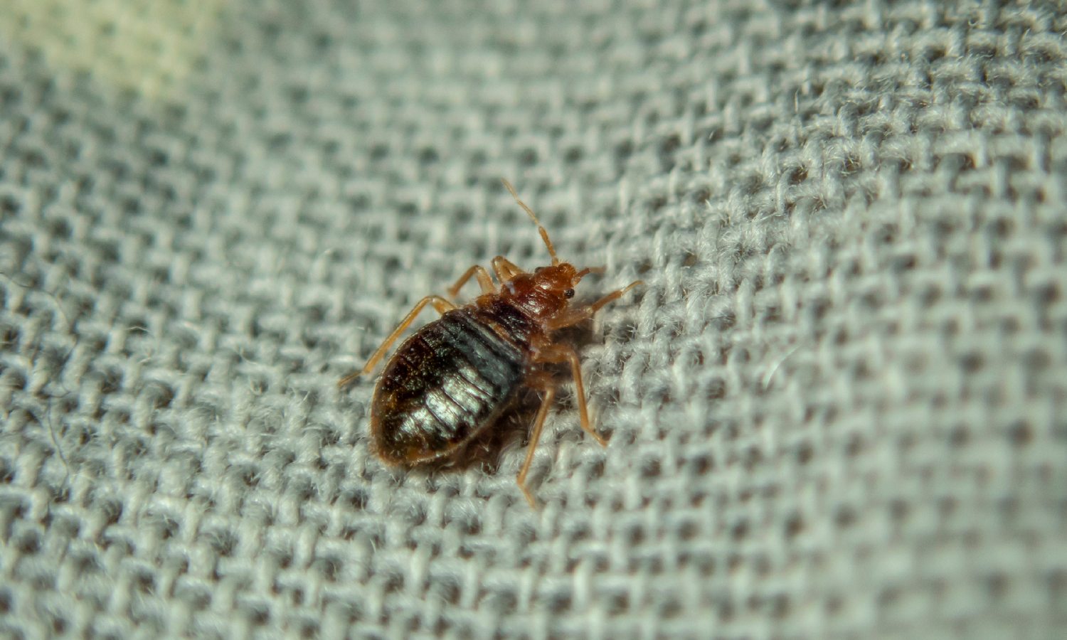 bed-bugs-photos