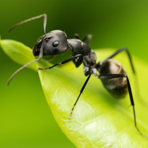 Black ant on leaf