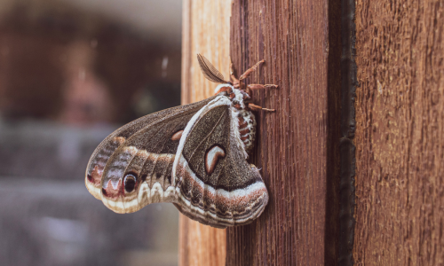 brown-house-moth-photo