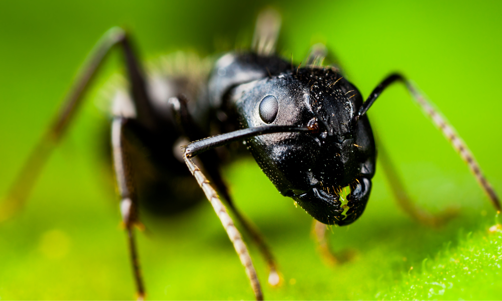 carpenter-ants-photos